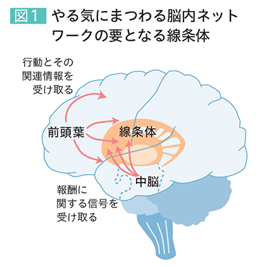 図1 やる気にまつわる脳内ネットワークの要となる線条体