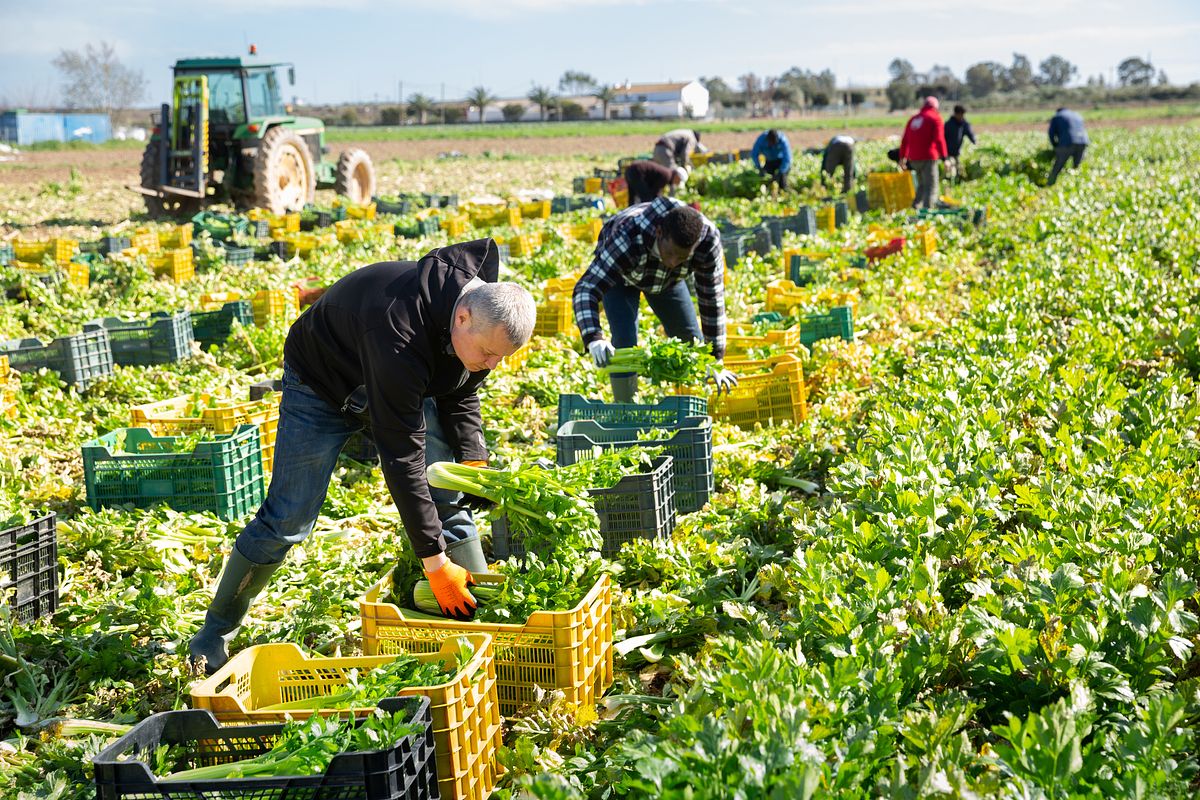 特定技能「農業」とは？制度の概要や受け入れのメリット・注意点を解説
